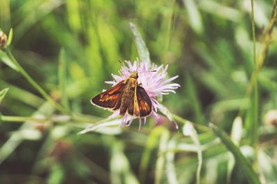 Close-up of butterfly on flower