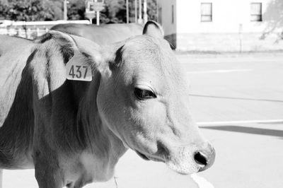 Close-up portrait of a horse