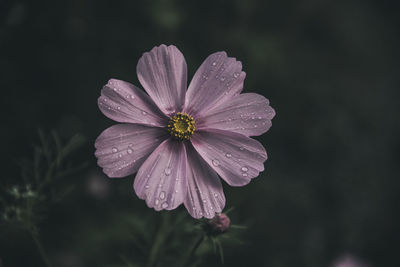 Close-up of wet pink flower