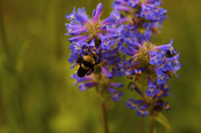 Close-up of bee pollinating on purple flower