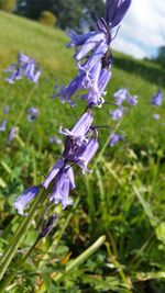 Close-up of purple flowers blooming in field