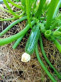 High angle view of vegetables on field