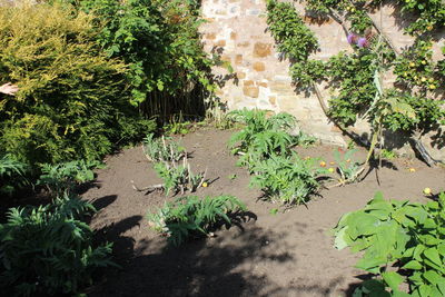 Plants growing in sunlight