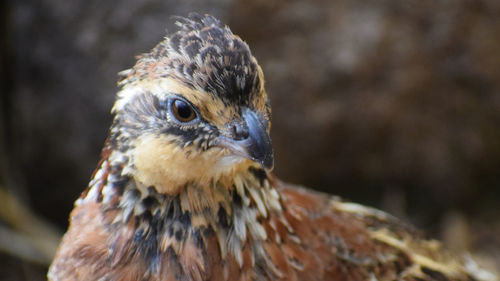 Close-up of a bird