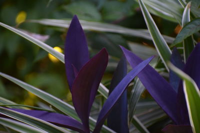 Close-up of purple flowering plant