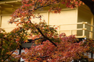 Close-up of flower tree