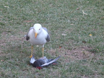 High angle view of birds on field