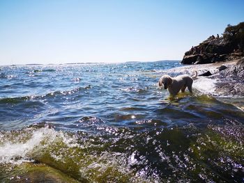 View of dog in sea against clear sky