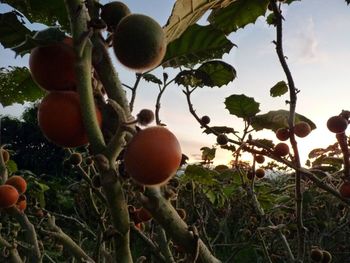 Close-up of fruits on tree