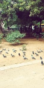 Flock of birds on sand