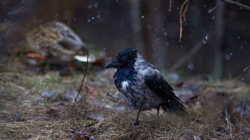 Crow on wet land