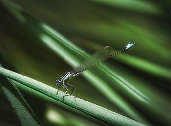 Close-up of insect on blade of grass