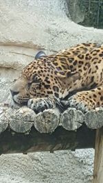 Tiger resting in zoo