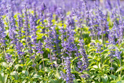 Close-up of purple flowering plants on field