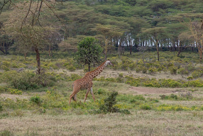 This is an adult giraffe in the wild. the photo was taken in naivasha, kenya. 