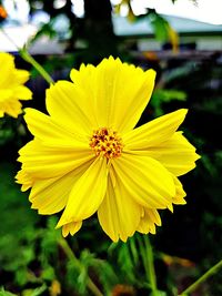 Close-up of yellow cosmos flower blooming outdoors