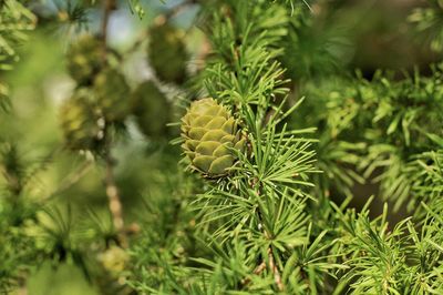 Close-up of pine tree