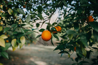 Orange fruits on tree