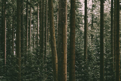 Close-up of trees growing in forest