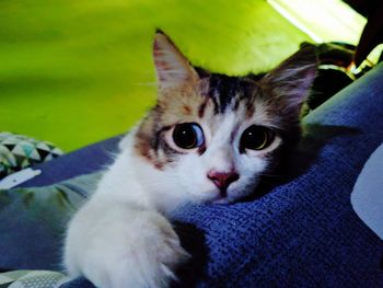 Close-up portrait of cat relaxing outdoors