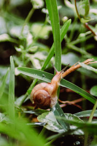 Close-up of snail on plant
