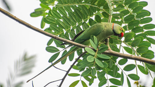 Low angle view of parrot perching on tree