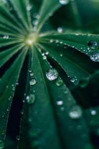 Close-up of wet leaves during rainy season