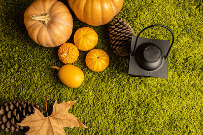 High angle view of pumpkins on green leaves