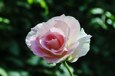 Close-up of pink rose flower blooming in garden