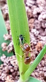 Close-up of insect on leaf