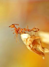 Close-up of insect