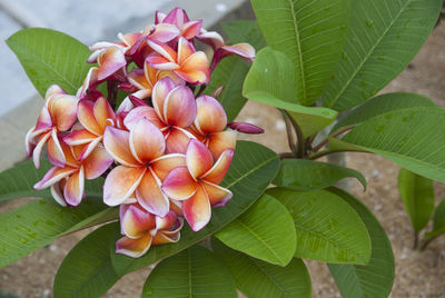 Close-up of pink flowers