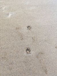 High angle view of footprints on beach