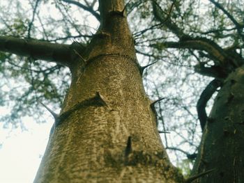 Low angle view of tree trunk in forest
