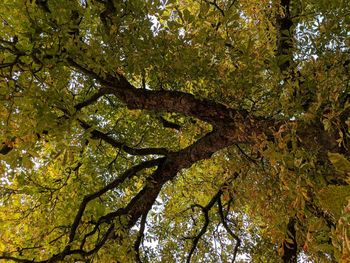 Low angle view of tree in forest