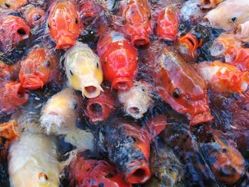 Close-up of fish in sea