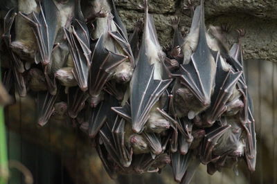 High angle view of plants