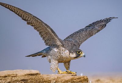 Eagle flying against sky