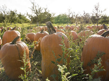 View of pumpkins on field