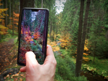 Cropped hand of person photographing in forest