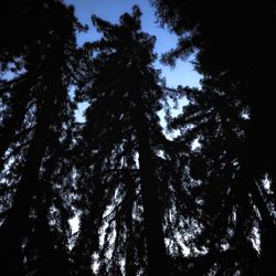 Low angle view of trees at night