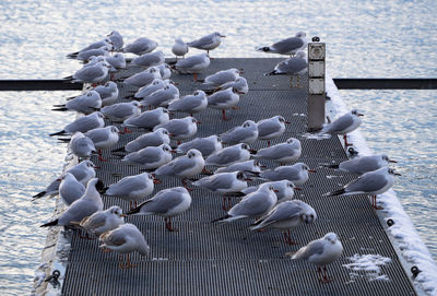 High angle view of pigeons on sea shore