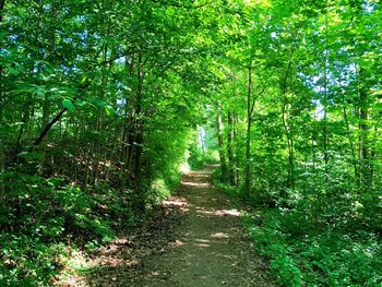 Footpath amidst trees in forest