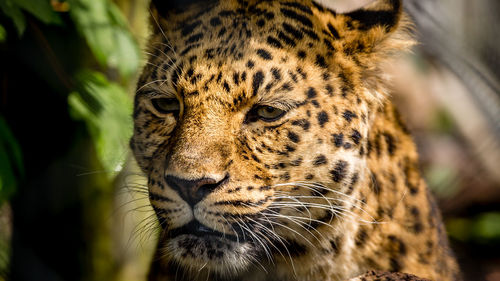 Close-up of leopard looking away