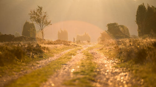 Dirt road amidst trees on field against sky