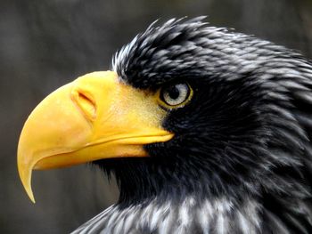 Close-up of a bird