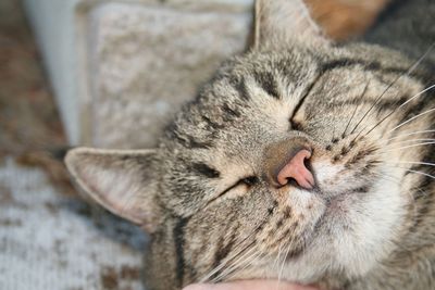 Close-up of cat sleeping