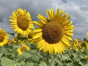 Close-up of sunflower on field