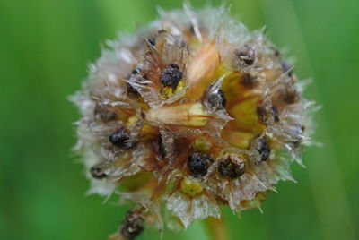 Close-up of bee on flower