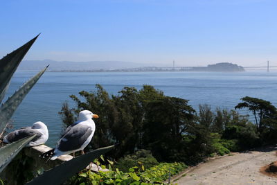 Birds perching by sea against clear sky